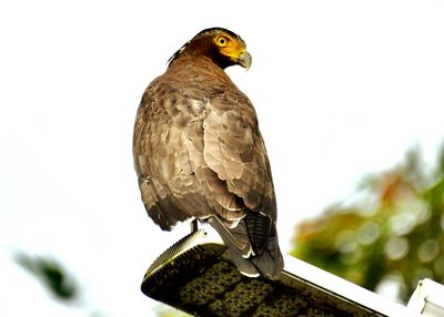 Low angle view of eagle perching on a tree