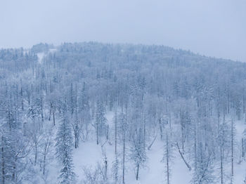 Snow covered land and trees against sky