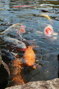 High angle view of koi carps swimming in lake