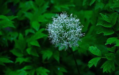 Close-up of flowering plant