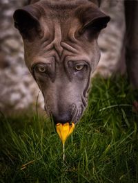 Close-up portrait of horse on field