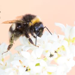 Close-up of bee pollinating on flower