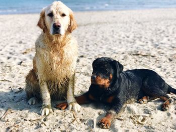 Close-up of two dogs on sand