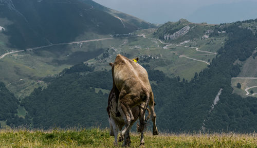 Horse grazing on field