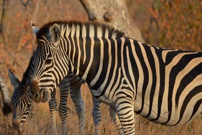 Zebras standing in a field
