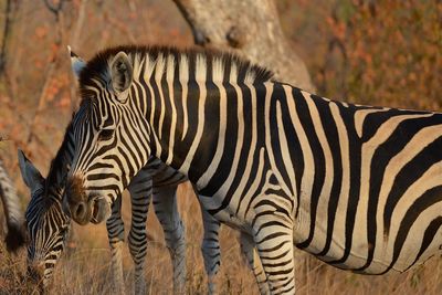 Zebras standing in a field