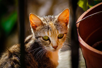 Close-up portrait of cat