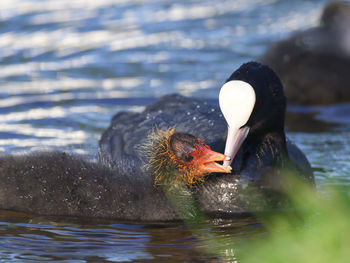 Eurasian coot swimming in lake