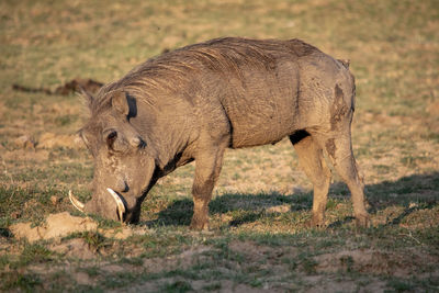 Side view of warthog