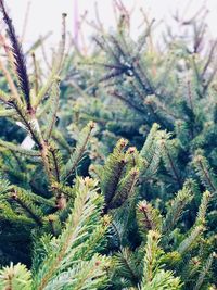 Close-up of pine tree