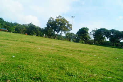 Trees on field against sky