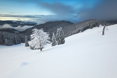 Foggy winter morning in rodnei mountains, romania.