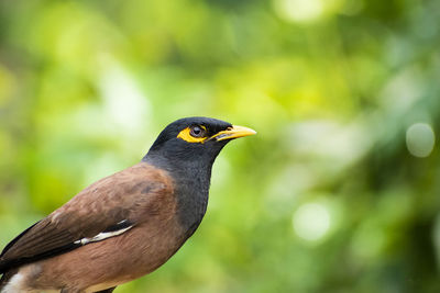 Close-up of bird perching on a tree