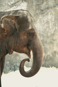 Close-up of an elephant