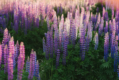 Close-up of purple flowering plant in field