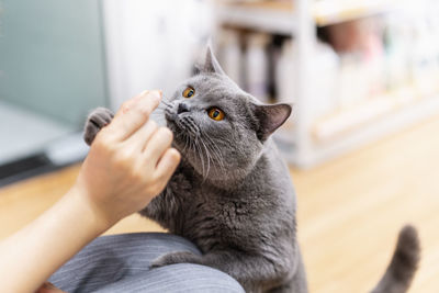 Midsection of person playing with cat