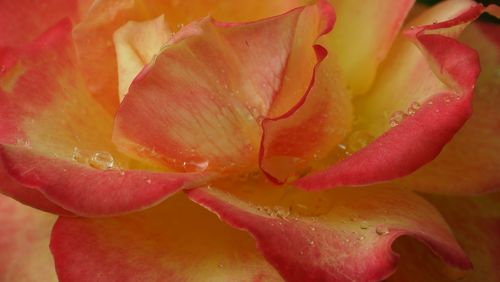 Close-up of dew drops on rose