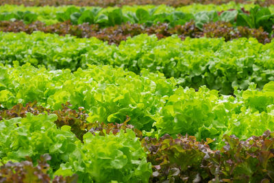 Full frame shot of plants growing on field