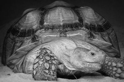 Close-up of tortoise