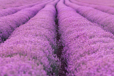 Full frame shot of purple flowering plants