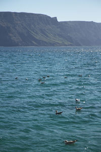 View of birds swimming in sea