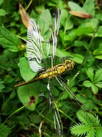 Close-up of butterfly on plant