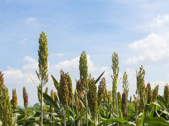 Close-up of stalks in field against sky