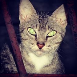 Close-up portrait of cat