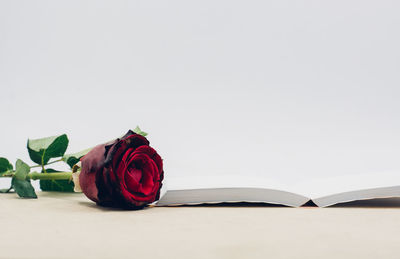 Close-up of rose bouquet against white wall