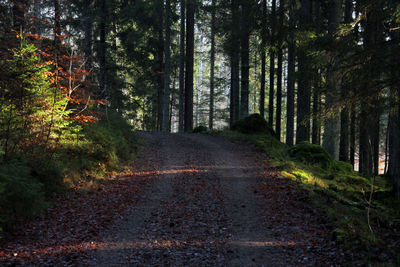 Road amidst trees in forest