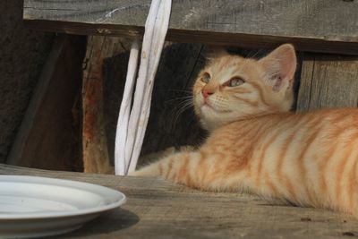 Portrait of cat lying on table