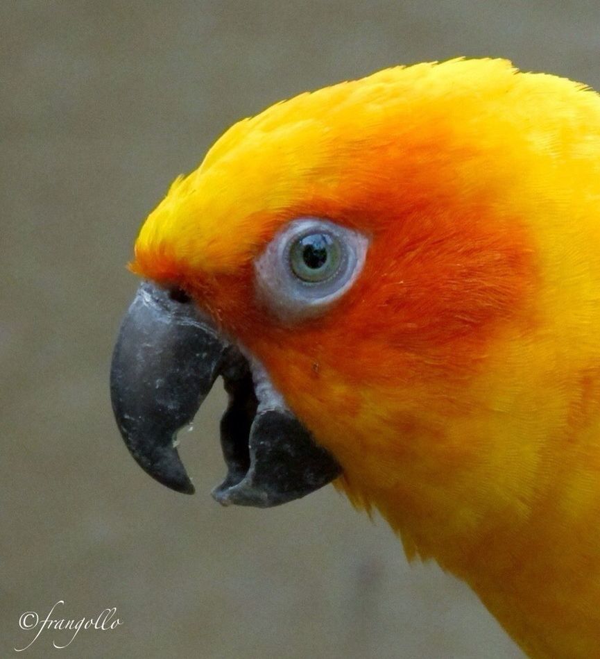 animal themes, bird, one animal, beak, animals in the wild, close-up, wildlife, parrot, animal head, focus on foreground, yellow, side view, orange color, animal body part, indoors, nature, zoology, looking away, animal eye, no people