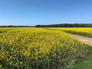 Scenic view of oilseed rape field against clear sky