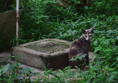 Cat sitting by plants