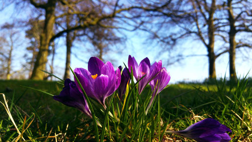 Close-up of purple flowers blooming in field