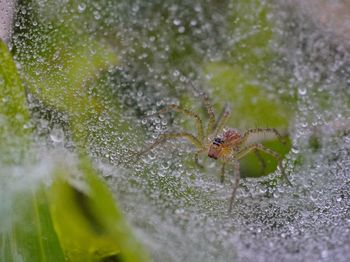 Close-up of spider