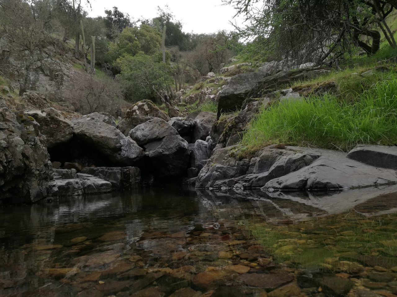 reflection, water, tree, nature, growth, wet, day, outdoors, no people, beauty in nature, animal themes