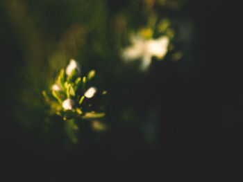 Close-up of flowers against blurred background