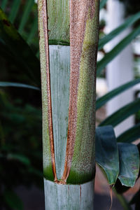 Close-up of succulent plant