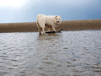 Lion standing in the sea