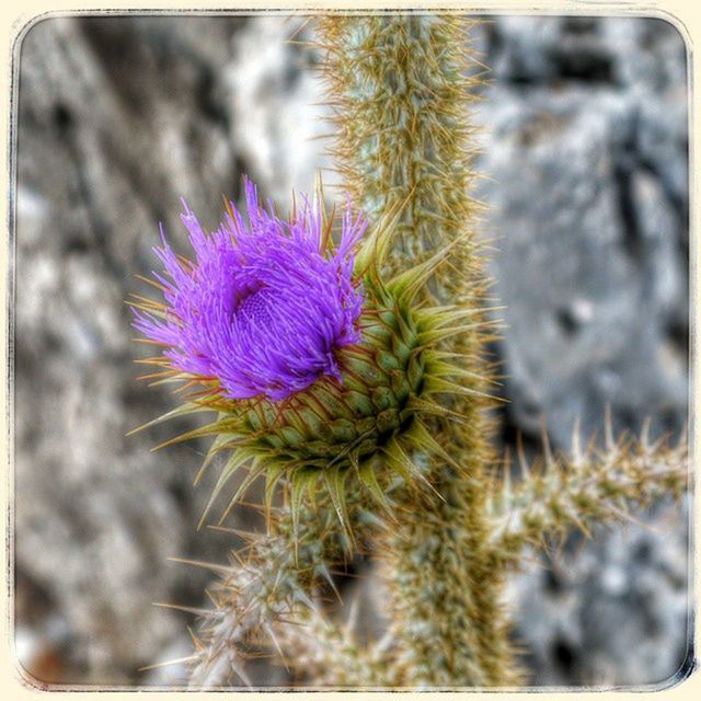 flower, growth, focus on foreground, purple, fragility, transfer print, close-up, plant, freshness, auto post production filter, beauty in nature, nature, flower head, petal, selective focus, blooming, in bloom, day, outdoors, stem