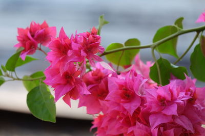 Close-up of pink flowers