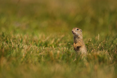 Lizard on a field