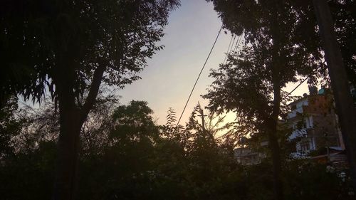 Low angle view of trees in forest against sky