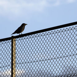 Low angle view of bird perching on fence