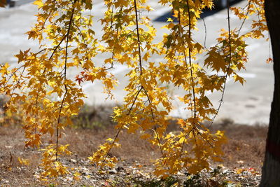 Close-up of yellow autumn leaves on field