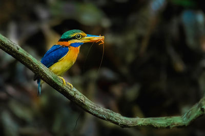 Close-up of bird perching on branch