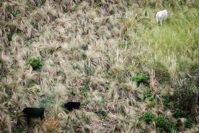 Plants growing on field