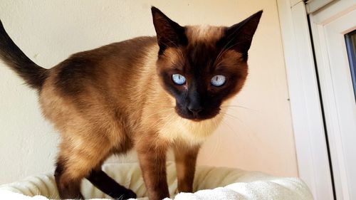 Close-up portrait of cat at home