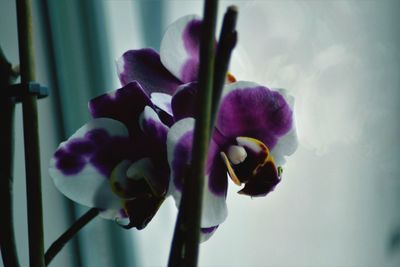 Close-up of purple flowers